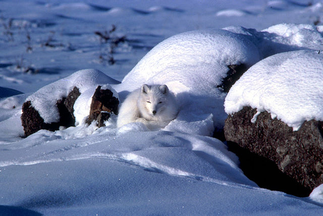 Image:Alopex lagopus coiled up in snow.jpg