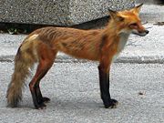 An especially thin urban fox in High Park, Toronto.