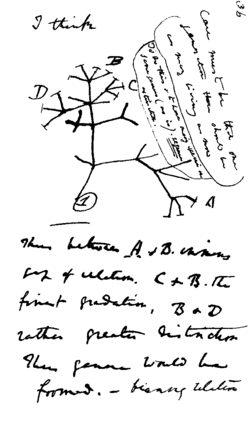 Darwin’s first sketch of an evolutionary tree from his First Notebook on Transmutation of Species (1837)