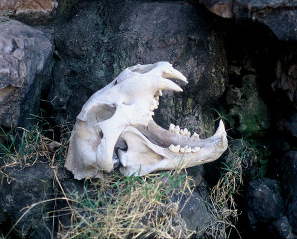 Image:Panthera leo Kruger Skull.jpg