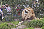 Lion at Melbourne Zoo enjoying an elevated grassy area with some tree shelter