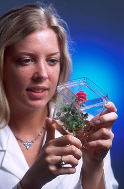 A rose plant that began as cells grown in a tissue culture