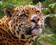 A female Jaguar