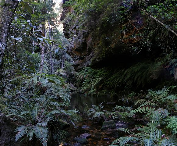 Image:Rainforest,bluemountainsNSW.jpg