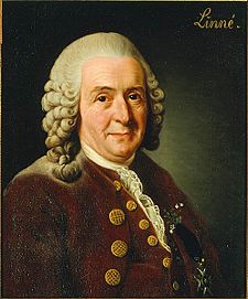 Carl von Linné, Alexander Roslin, 1775. Currently owned by and displayed at the Royal Swedish Academy of Sciences.