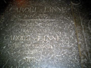 Tombstone of father and son Linnaeus in Uppsala Cathedral
