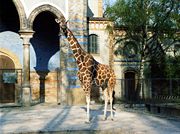 The Zoologischer Garten Berlin is the most visited zoo in Europe and presents the most diverse range of species in the world.