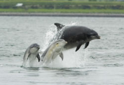 An adult female Bottlenose Dolphin with her young, Moray Firth, Scotland