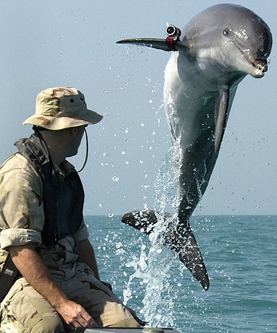 Image:NMMP dolphin with locator.jpeg