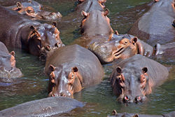 Pod of hippos, Luangwa Valley, Zambia