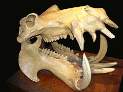 A hippo's skull, showing the large canine teeth used for fighting.