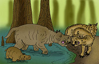 Anthracotherium magnus and Elomeryx armatus, two anthracotheres from the Oligocene, already bore similarities to the modern hippopotamus.