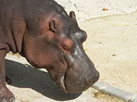 The head of a hippo at the zoo in Lisbon.