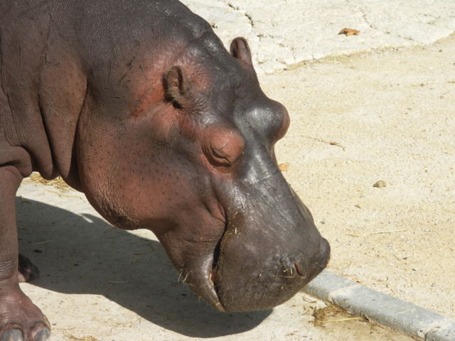 Image:Hippo zoo Lisbon.JPG