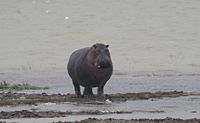 A bull hippo out of water during daylight, Ngorongoro Crater, Tanzania.