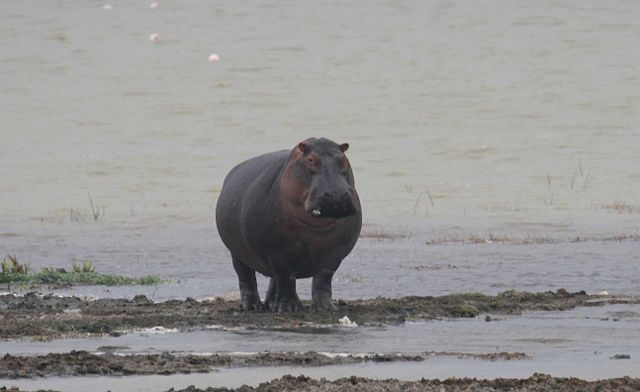 Image:Hippo walking.jpg