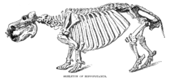 A drawing of a hippopotamus skeleton.