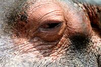 Eye of a hippo in San Francisco Zoo