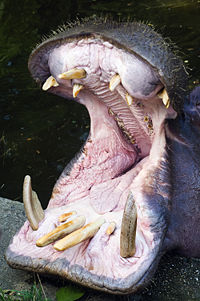An open mouth signals that the Hippo feels threatened.