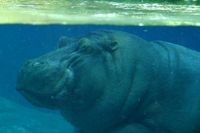 A submerged hippo at the San Diego Zoo. Adult hippos typically resurface to breathe every 3–5 minutes.