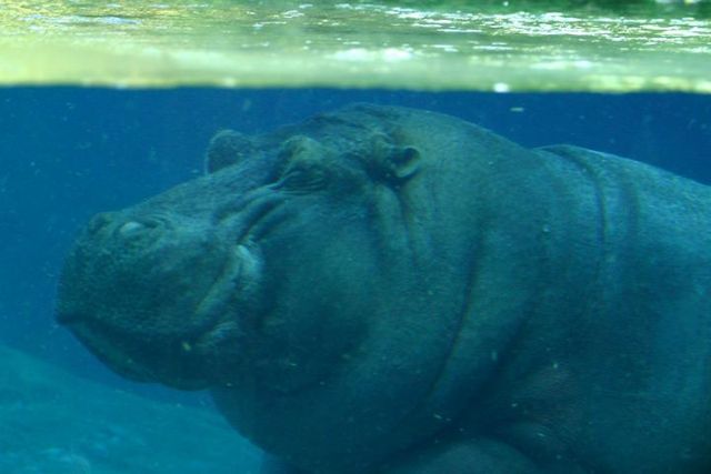 Image:Lightmatter hippo.jpg