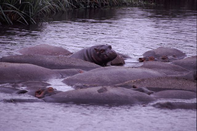 Image:Curious Young Hippo.jpg