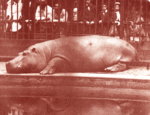 Obaysch lounging at the London Zoo in 1852.