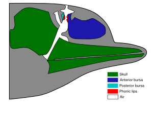Idealized dolphin head showing the regions involved in sound production. This image was redrawn from Cranford (2000).