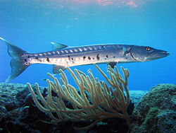 Great barracuda hovering in the current at the Paradise Reef, Cozumel, Mexico.
