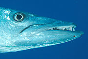 Closeup of a Great Barracuda