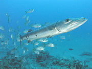 Great Barracuda and Jacks, Saba, Netherlands Antilles