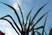 Sugar cane can be used as a biofuel or food.