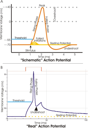 Figure 1. A. Schematic view of an idealized action potential illustrates its various phases as the action potential passes a point on a cell membrane. B. Actual recordings of action potentials are often distorted compared to the schematic view because of variations in electrophysiological techniques used to make the recording.