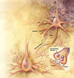 Action potentials arriving at the synapses of the upper right neuron stimulate currents in its dendrites; these currents depolarize the membrane at its axon hillock, provoking an action potential that propagates down the axon to its synaptic knobs, releasing neurotransmitter and stimulating the post-synaptic neuron (lower left).