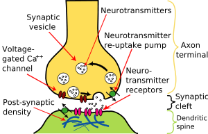 When an action potential arrives at the end of the pre-synaptic axon (yellow), it causes the release of neurotransmitter molecules that open ion channels in the post-synaptic neuron (green).  The combined excitatory and inhibitory postsynaptic potentials of such inputs can begin a new action potential in the post-synaptic neuron.