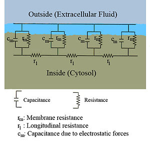 Figure.1: Cable theory's simplified view of a neuronal fiber. The connected RC circuits correspond to adjacent segments of a passive neurite. The extracellular resistances re (the counterparts of the intracellular resistances ri) are not shown, since they are usually negligibly small; the extracellular medium may be assumed to have the same voltage everywhere.