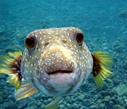 Tetrodotoxin is a lethal toxin from the pufferfish that inhibits the voltage-sensitive sodium channel, halting action potentials.