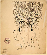Image of two Purkinje cells (labeled as A) drawn by Santiago Ramón y Cajal. Large trees of dendrites feed into the soma, from which a single axon emerges and moves generally downwards with a few branch points. The smaller cells labeled B are granule cells.