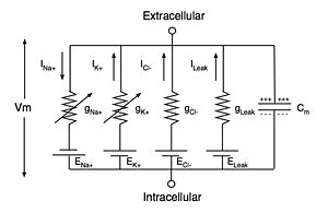 Equivalent electrical circuit for the Hodgkin–Huxley model of the action potential. Im and Vm represent the current through, and the voltage across, a small patch of membrane, respectively. The Cm represents the capacitance of the membrane patch, whereas the four g's represent the conductances of four types of ions. The two conductances on the left, for potassium (K) and sodium (Na), are shown with arrows to indicate that they can vary with the applied voltage, corresponding to the voltage-sensitive ion channels. The two conductances on the right help determine the resting membrane potential.