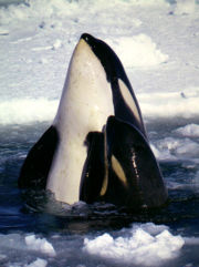 Type C Orcas in the Ross Sea. The eye patch slants forward.