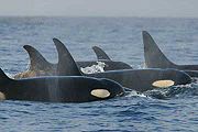 Resident (fish-eating) Orcas. The curved dorsal fins are typical of resident females.