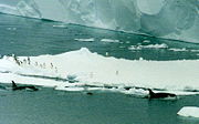 Orcas swim by an iceberg with Adélie penguins in the Ross Sea, Antarctica. The Drygalski ice tongue is in the background