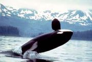 Orcas, like this one spotted near Alaska, commonly breach, often lifting their entire body out of the water.