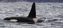 An adult male Orca with its characteristic tall dorsal fin swims in the waters near Tysfjord, Norway