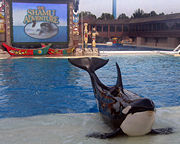 Shamu (played by Orkid) posing at Seaworld, San Diego