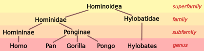 Image:Hominoid taxonomy 3.svg