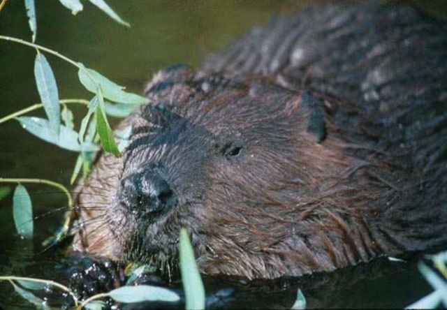 Image:Beaver.jpg