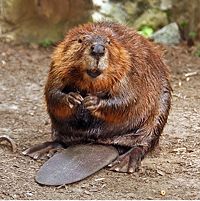 American Beaver.