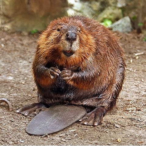 Image:American Beaver.jpg