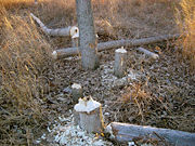 These trees, up to 250 mm (9.8 in) in diameter, felled by beavers in one night.